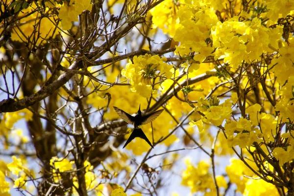 Live Kolibri Events That You Cannot Miss