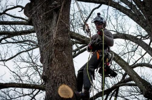 Get Tree Service Mobile with Quick Response and Great Pricing