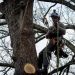 Get Tree Service Mobile with Quick Response and Great Pricing