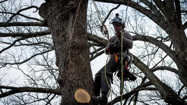 Get Tree Service Mobile with Quick Response and Great Pricing