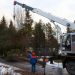 Reliable tree service auburn for Residential and Commercial Properties