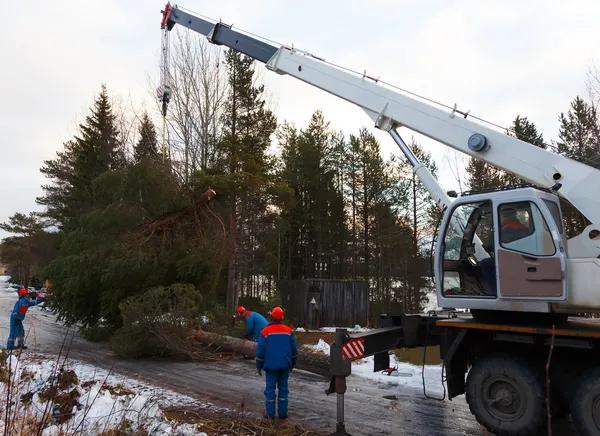 Reliable tree service auburn for Residential and Commercial Properties