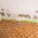 Affordable Water Damage Restoration and Repair Services for Every Property