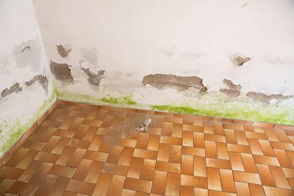 Affordable Water Damage Restoration and Repair Services for Every Property