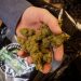 Find Trusted Cannabis Advice Inside Wietforum Community Discussions