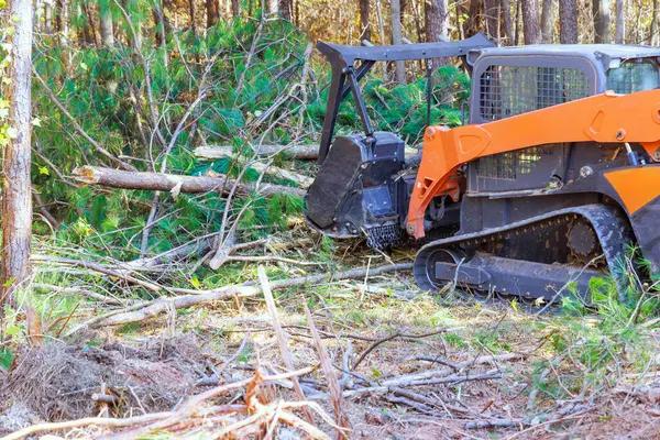 Local Tree Service Specialists You Can Count On